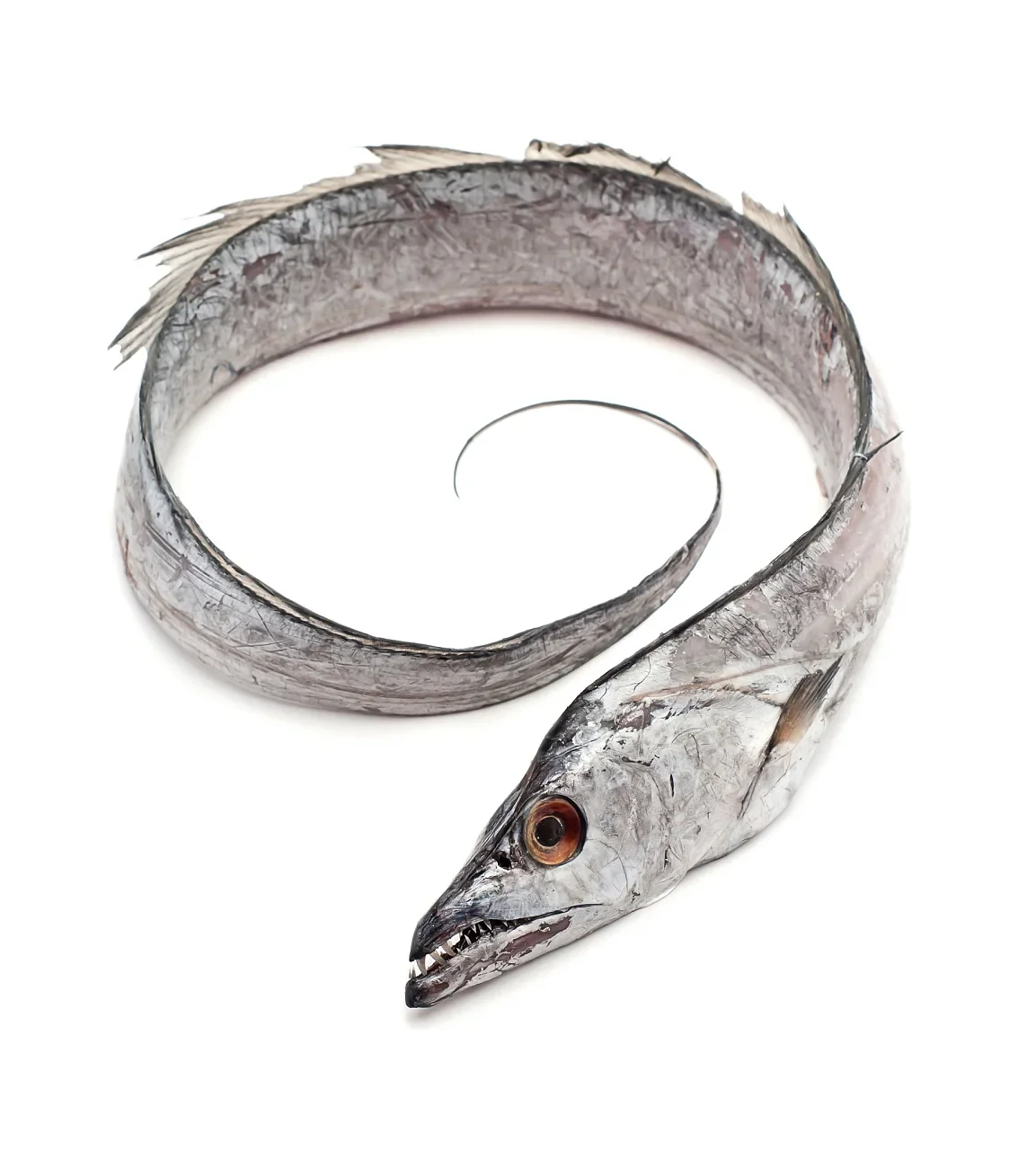 Ribbon Fish Whole