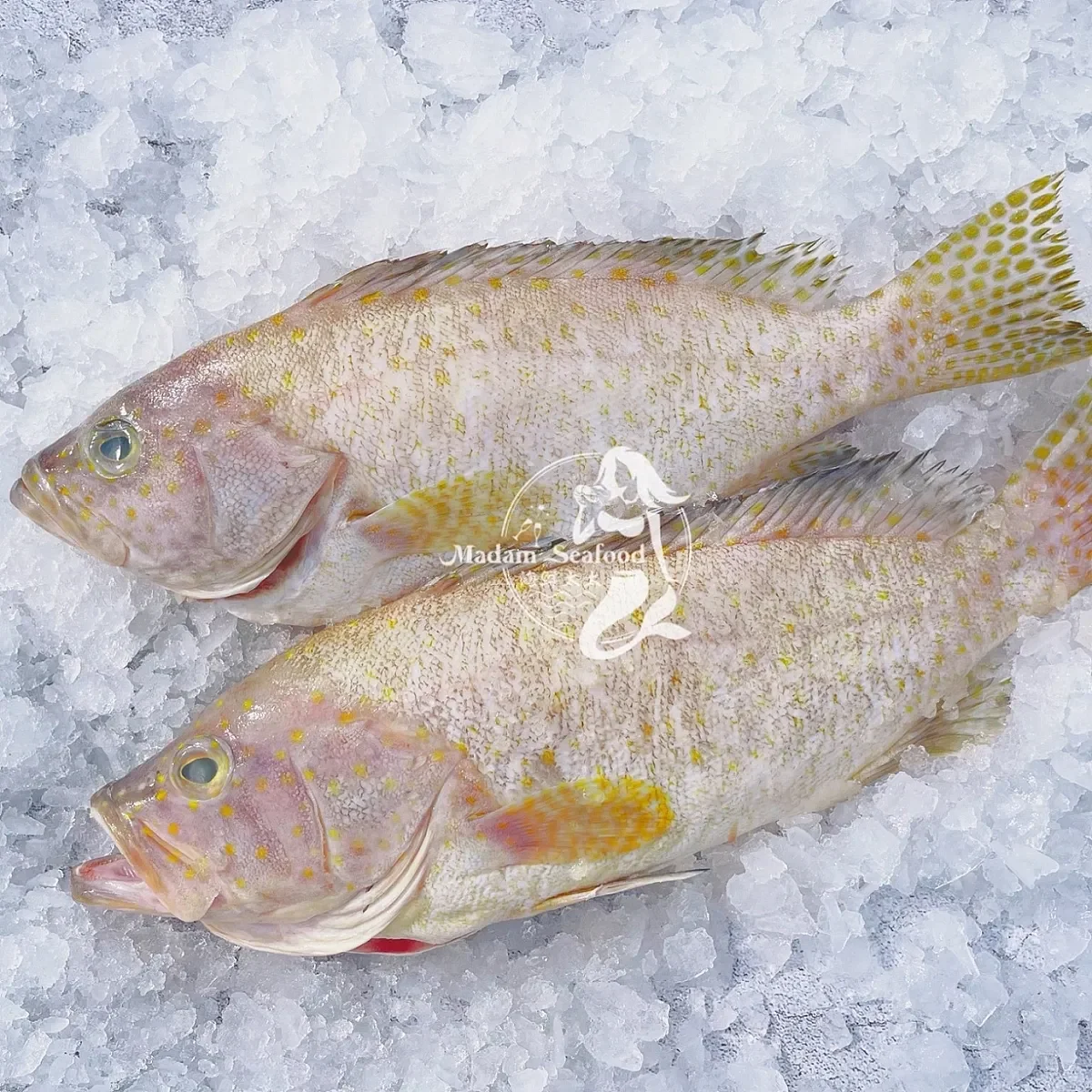 Fish