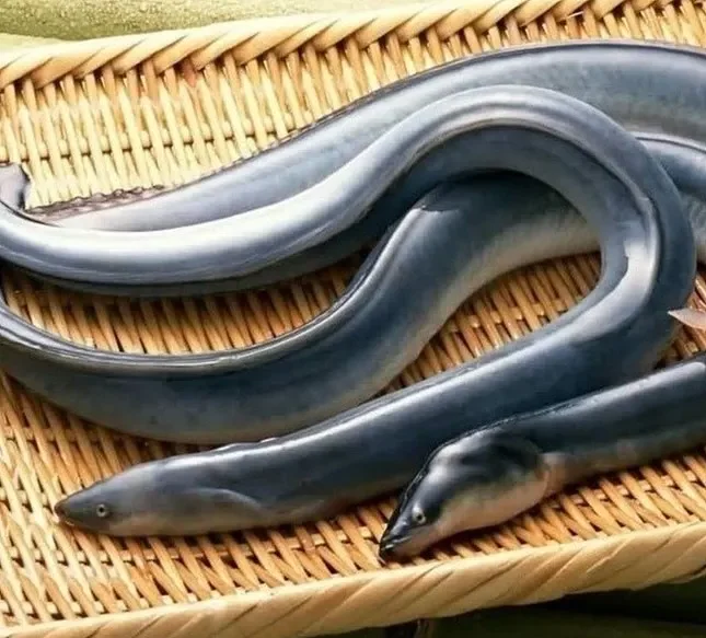 Tasmanian Live Eel