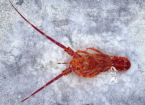 Lobster & Crayfish