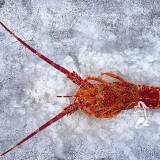 Lobster & Crayfish