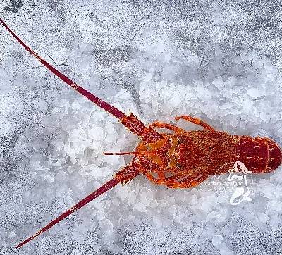 【惊爆价】生猛南澳本地岩龙虾 (700-800g)