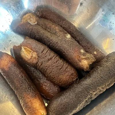AU Sea Cucumber
