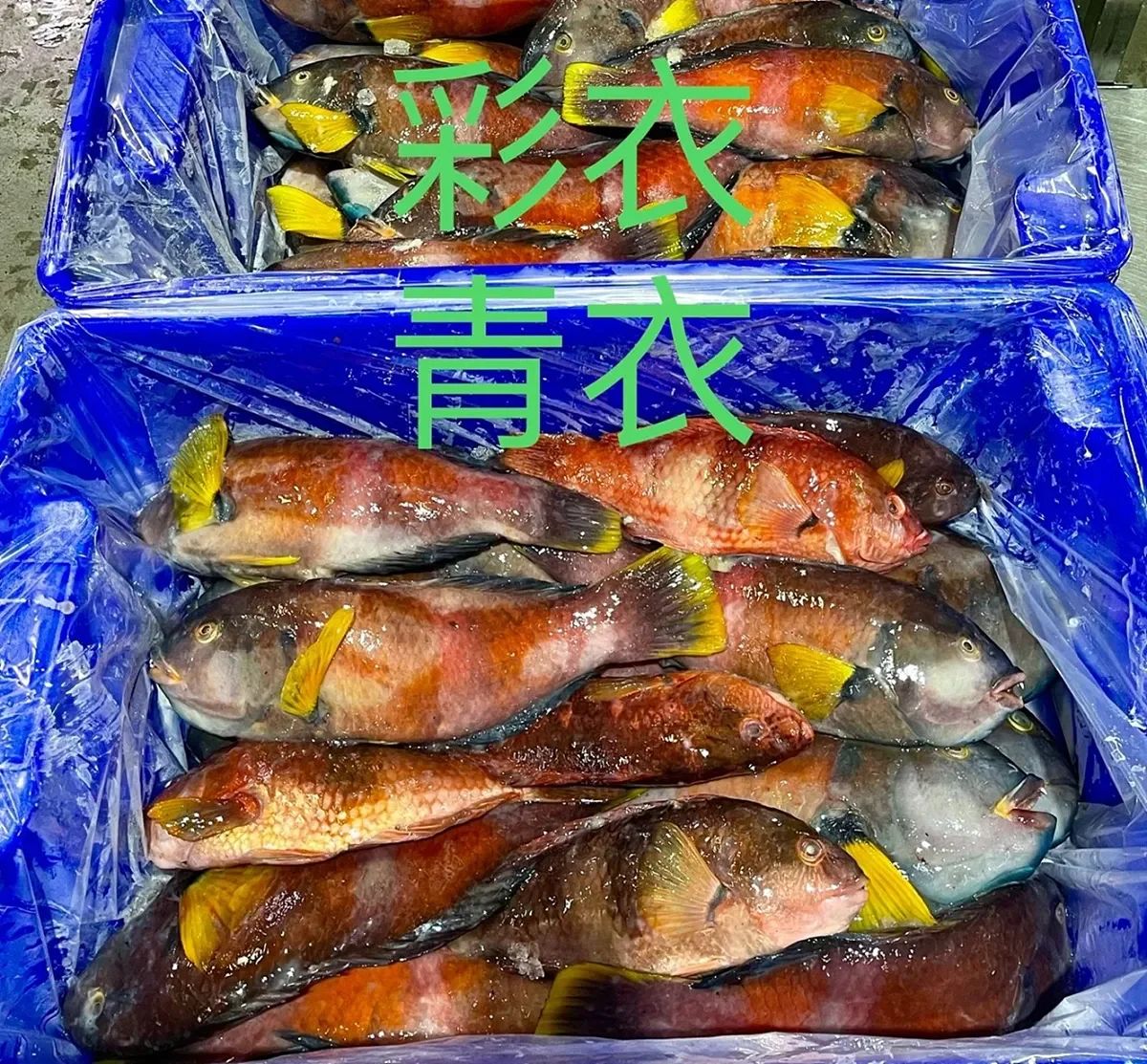 Blue Throat Wrasse