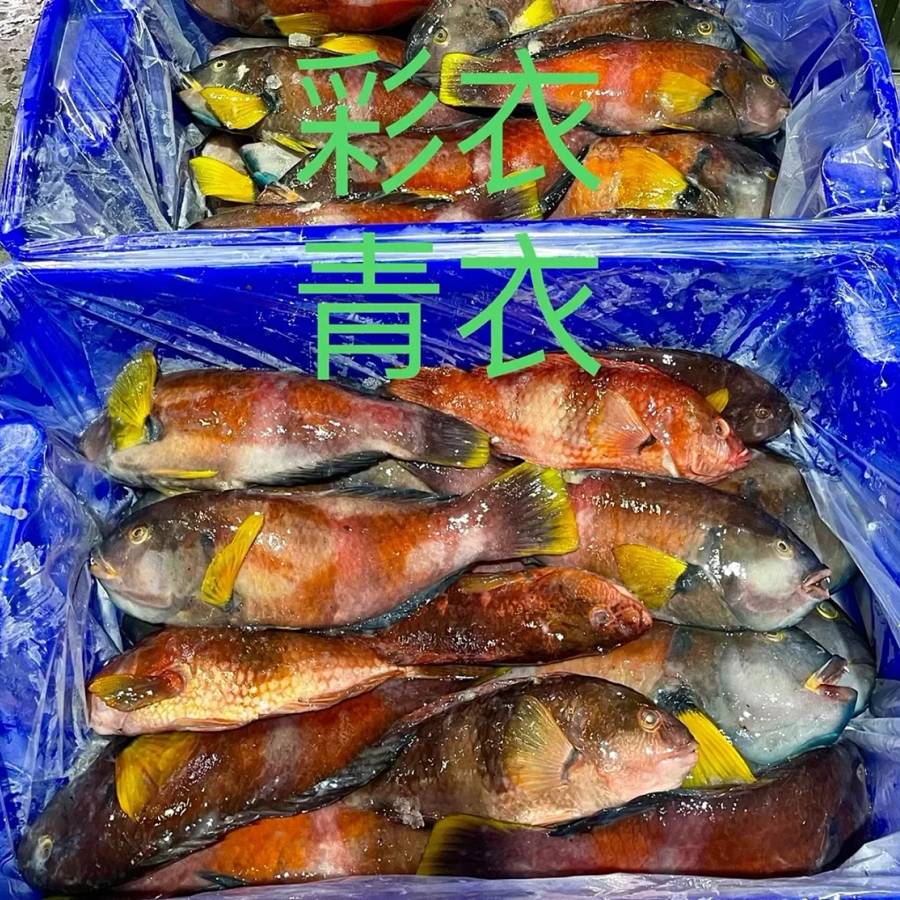 Blue Throat Wrasse