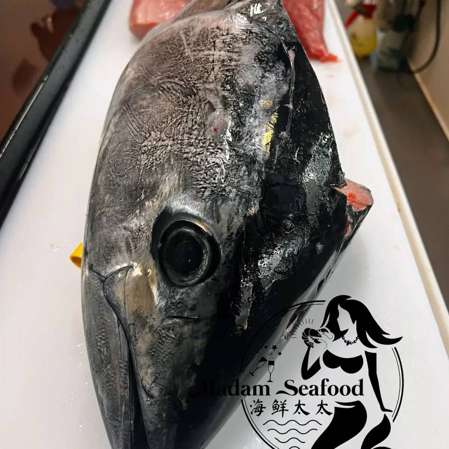 Bluefin Tuna Head