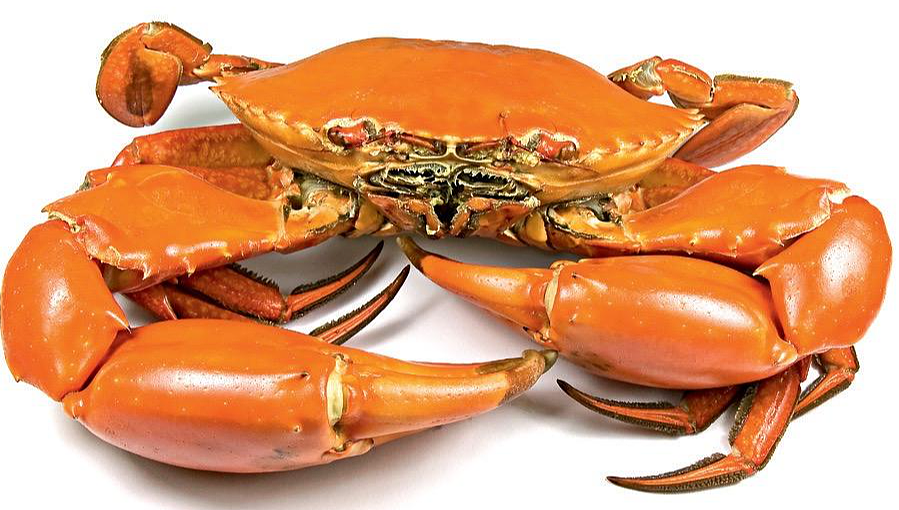 Cooked Mud Crab
