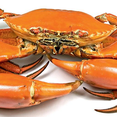 Cooked Mud Crab