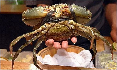 Female Mud Crab