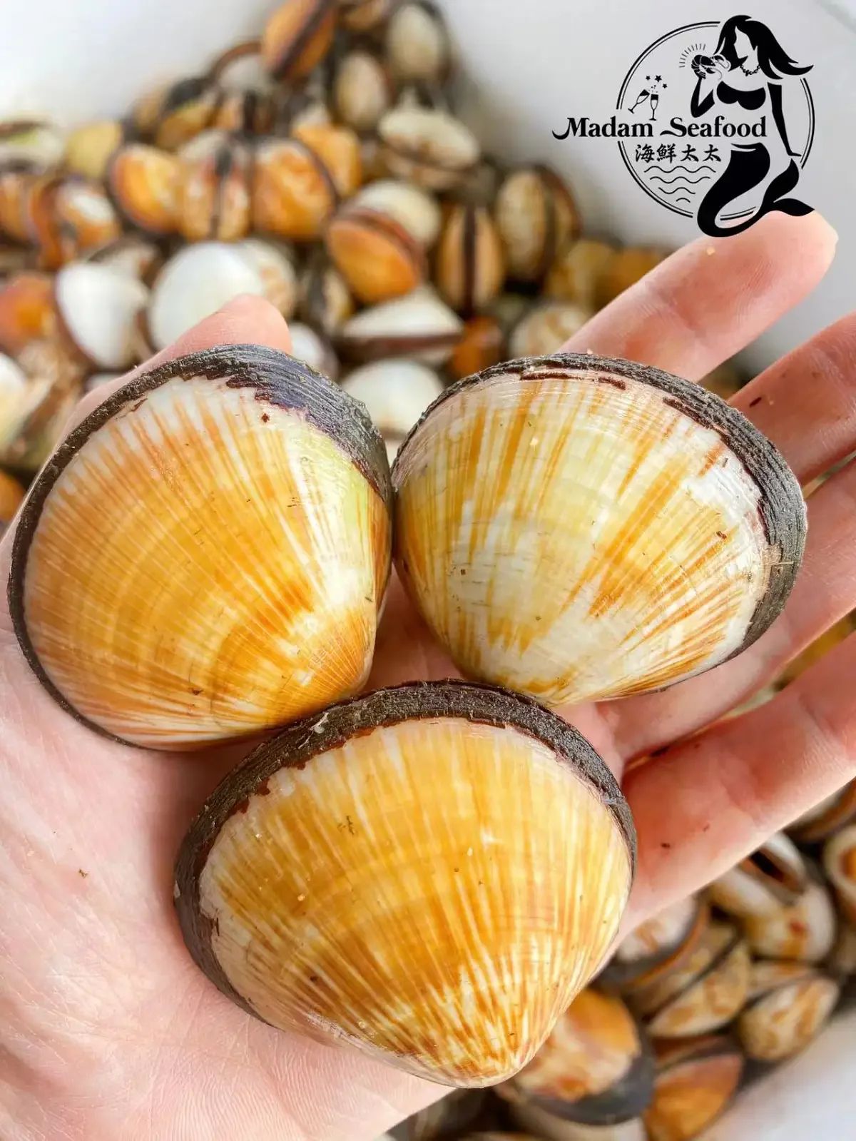 Flame Cockle