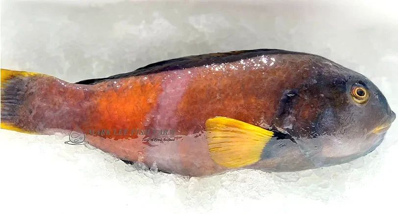 Fresh Wrasse