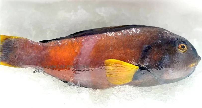 Fresh Wrasse
