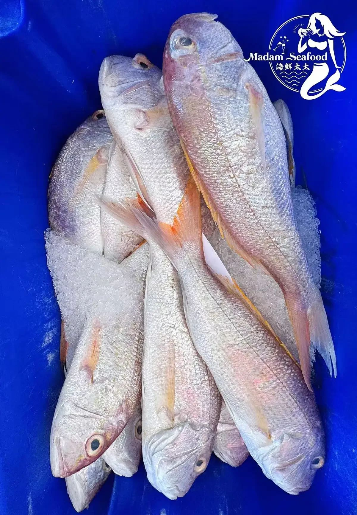 Goldband Snapper