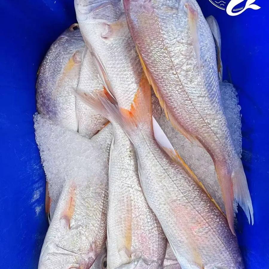 Goldband Snapper