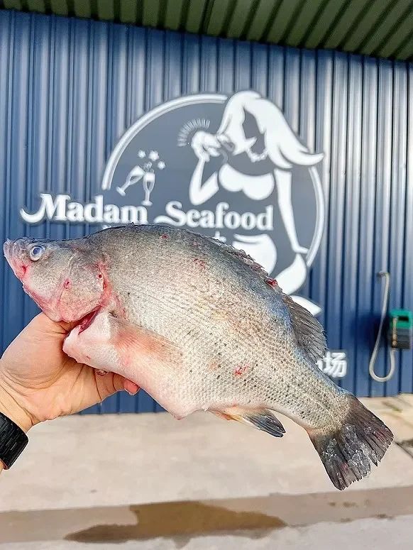 Golden Perch