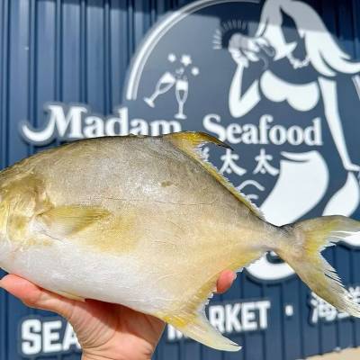 Golden Pomfret