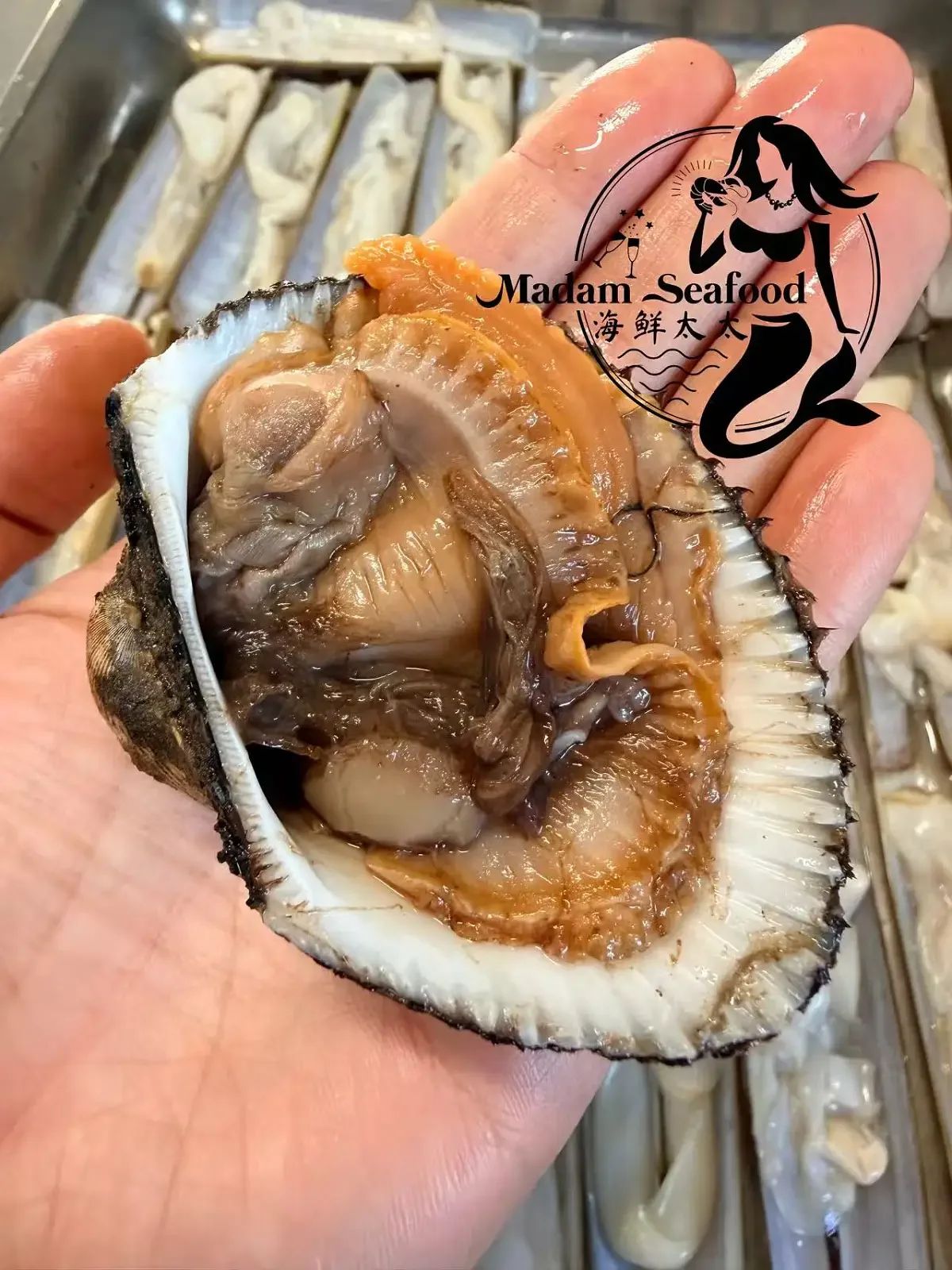 Half Shell Blood Cockles