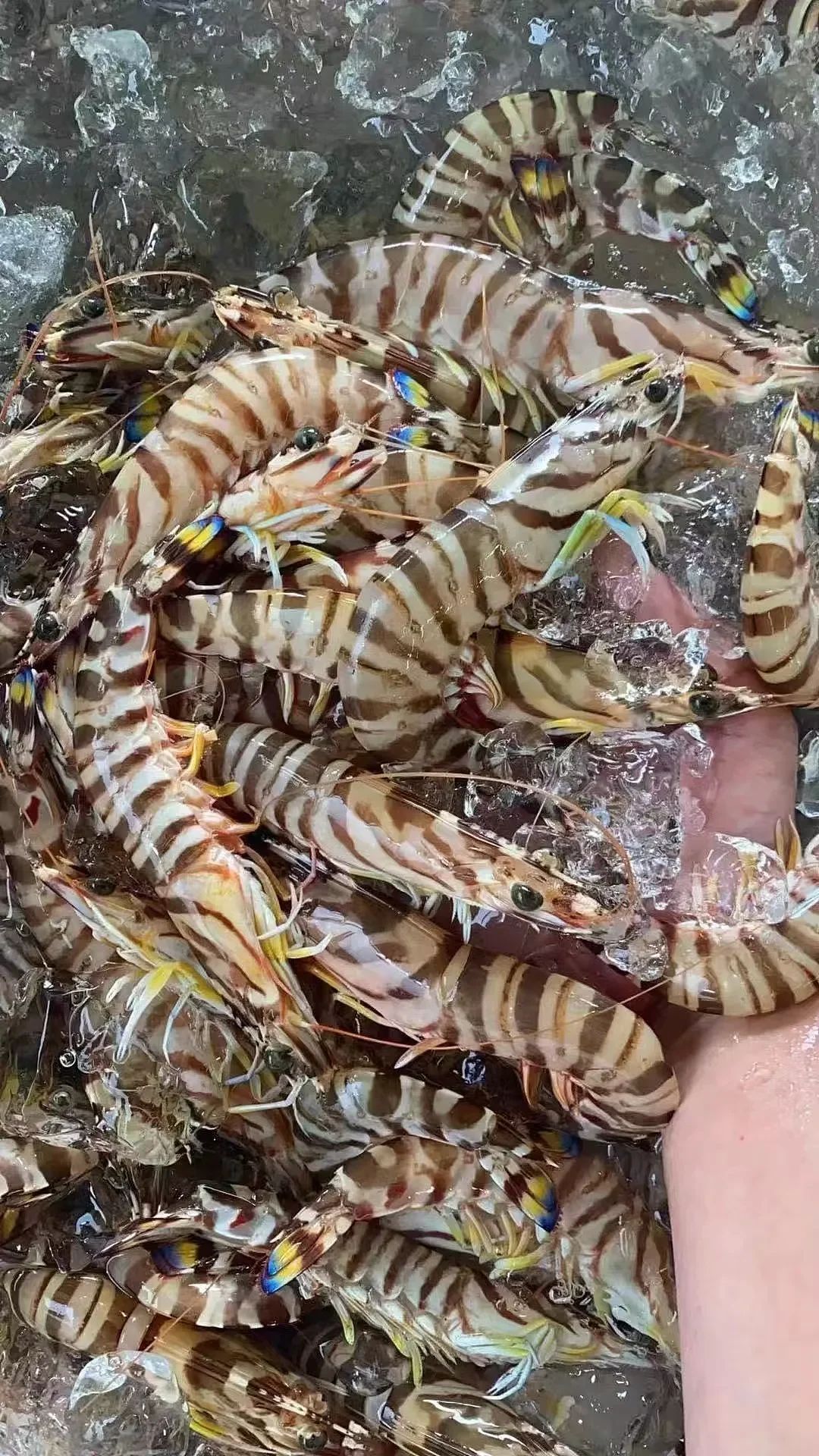 Japonica Prawn