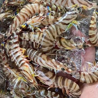 Japonica Prawn