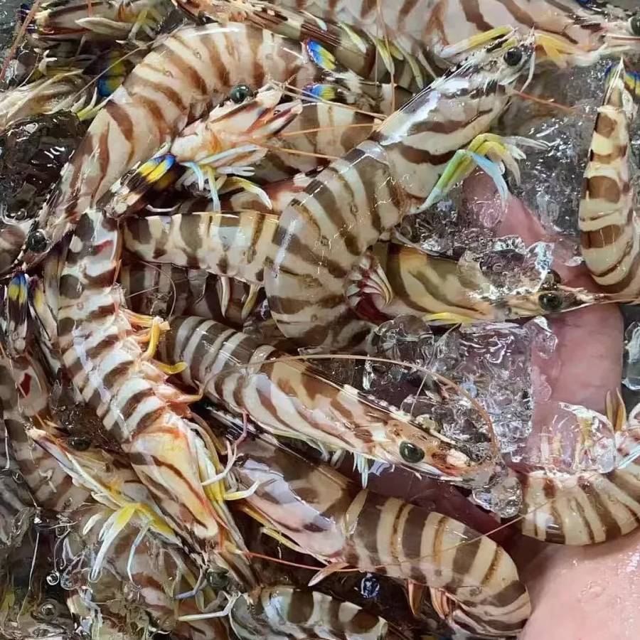 Japonica Prawn