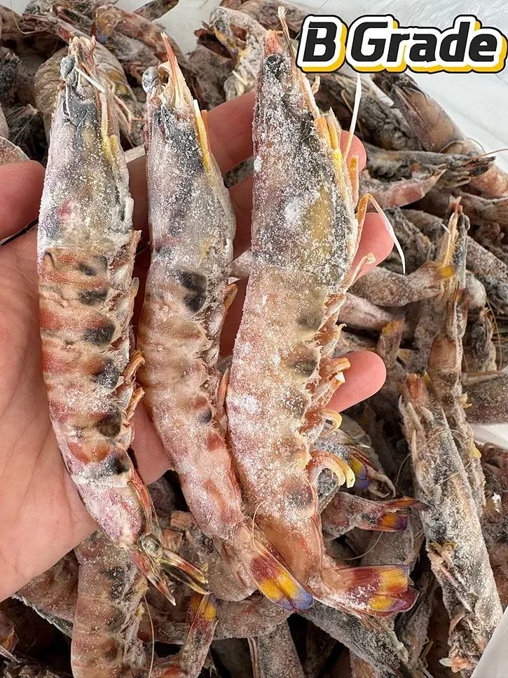 Japonica Prawn