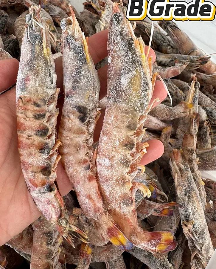 Japonica Prawn