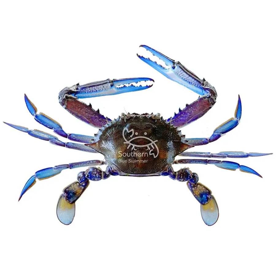 Live Blue Swimmer Crab