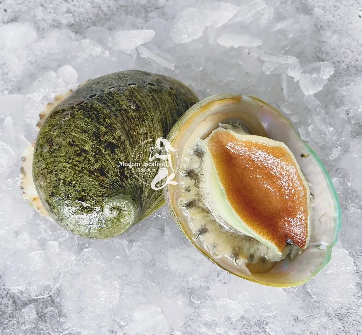 Live KI Greenlip Abalone