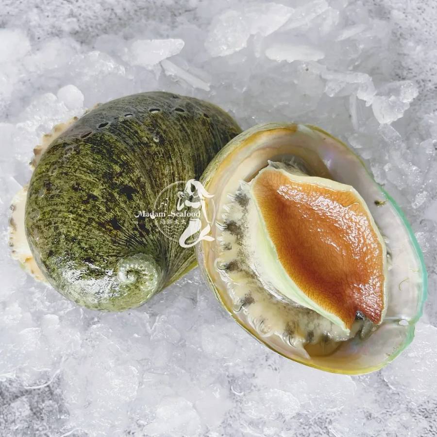 Live KI Greenlip Abalone