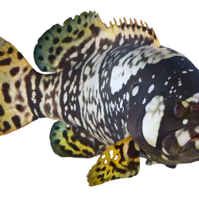 Live Queensland Grouper