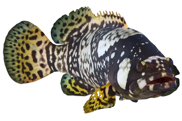 Live Queensland Grouper