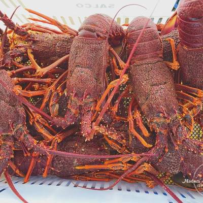Live Rock Lobster
