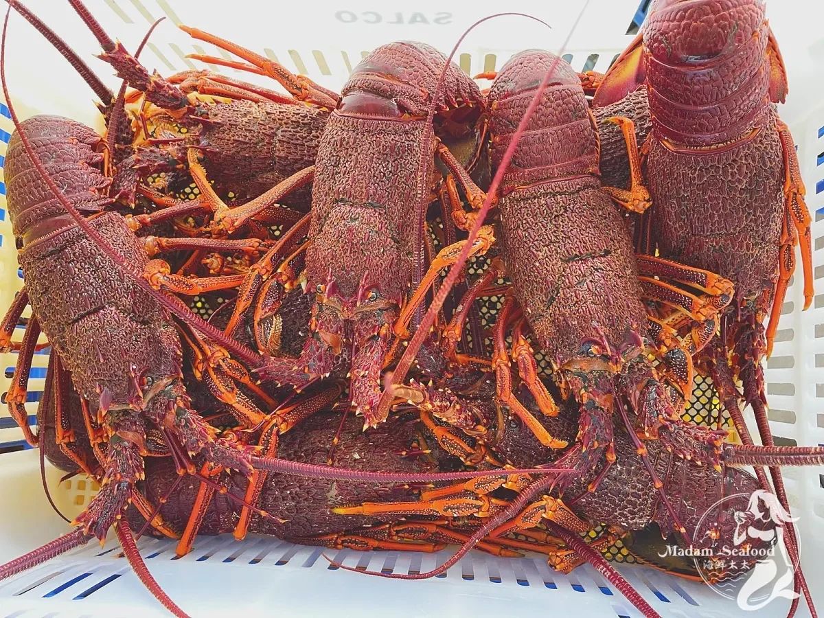 Live Rock Lobster