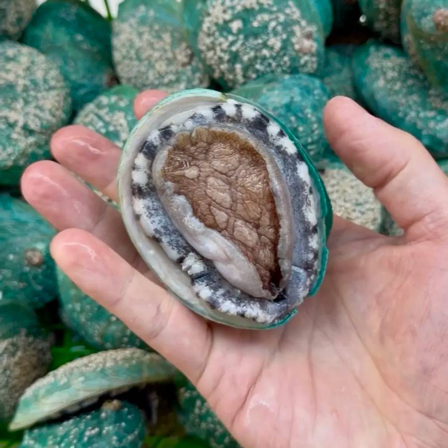 Live Tiger Abalone