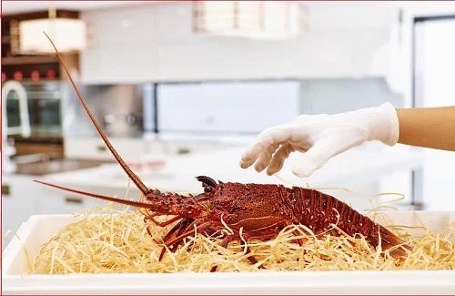Live WA Lobster