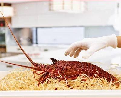 Live WA Lobster