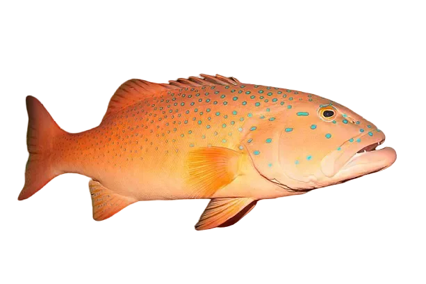 Live Wild Coral Trout