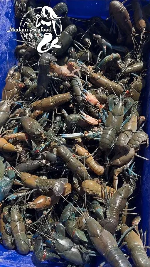 Live Yabbies