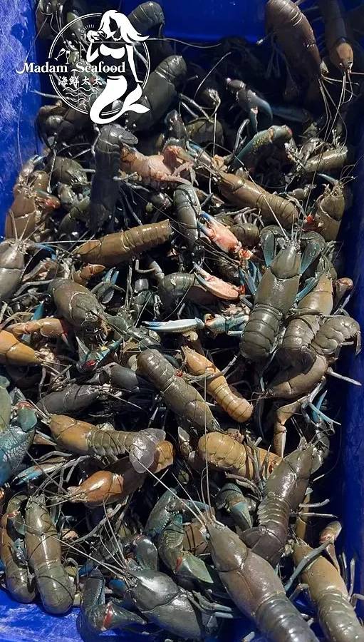 Live Yabbies