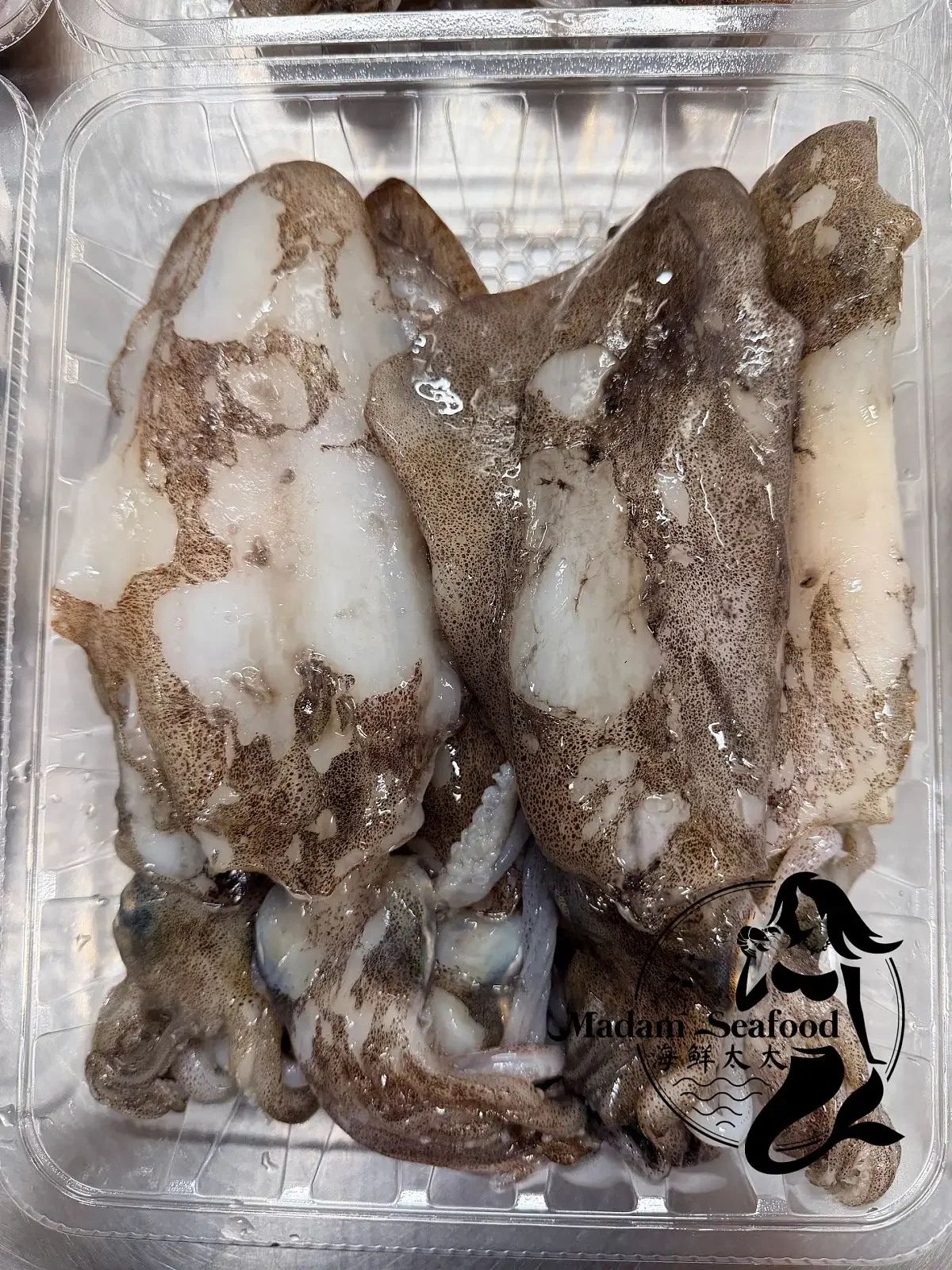 Local Fresh Squid