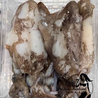 Local Fresh Squid