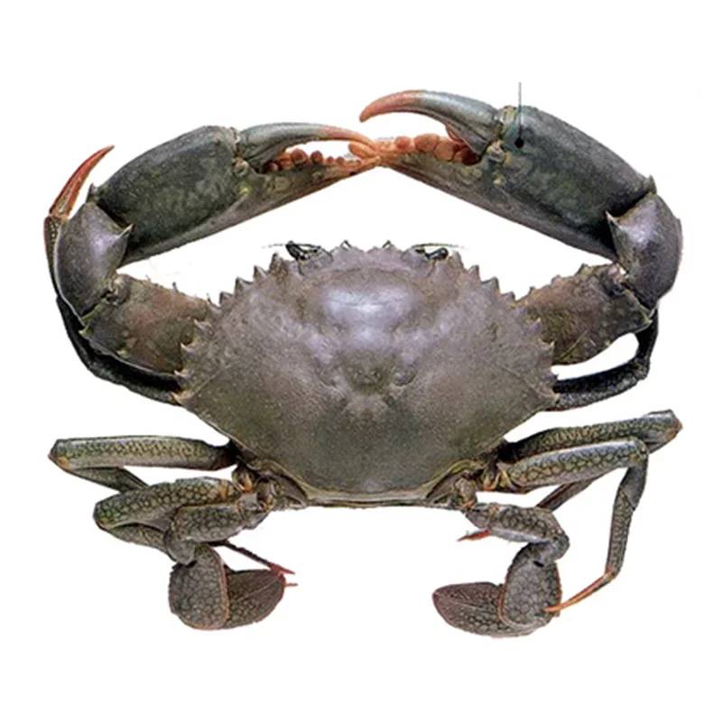 Male Mud Crab