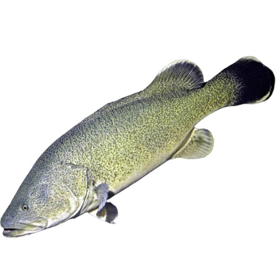 Murray Cod