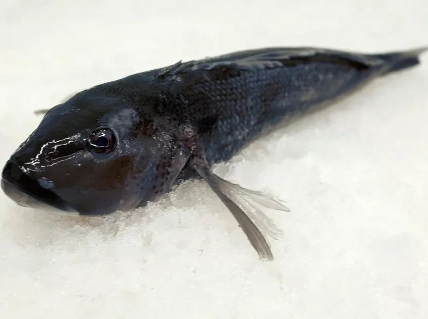 NZ Blue Cod