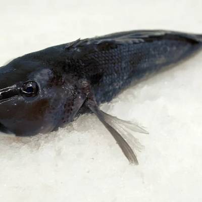 NZ Blue Cod