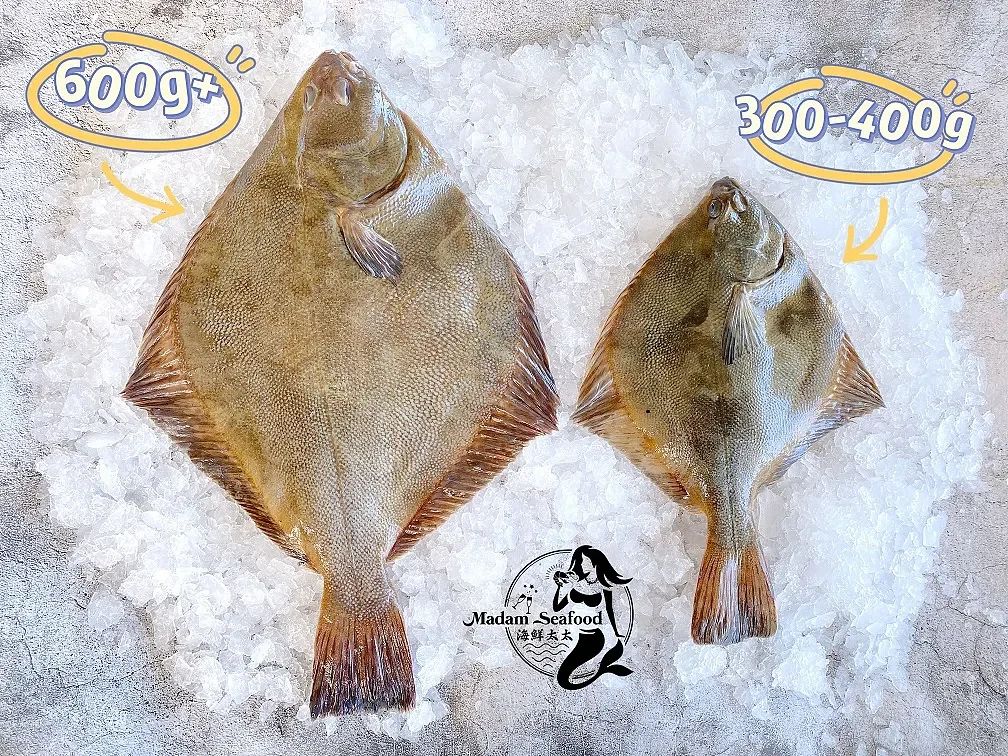 NZ Flounder