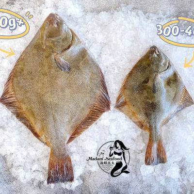 NZ Flounder