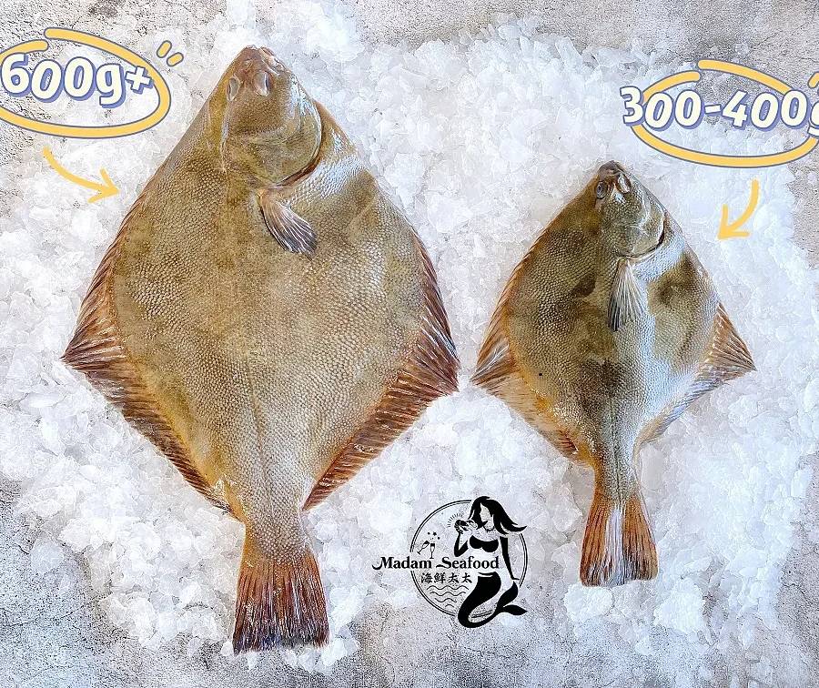 NZ Flounder