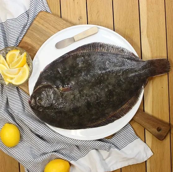 NZ Turbot
