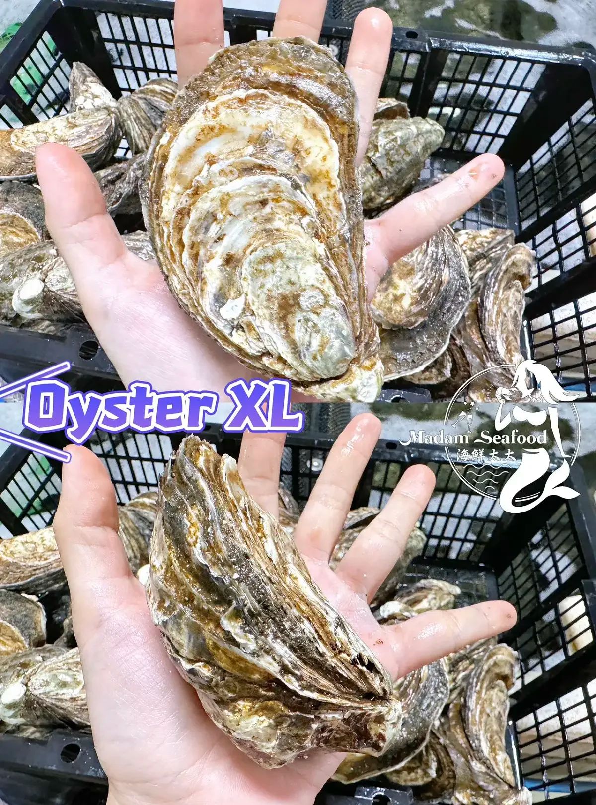 Oyster Closed